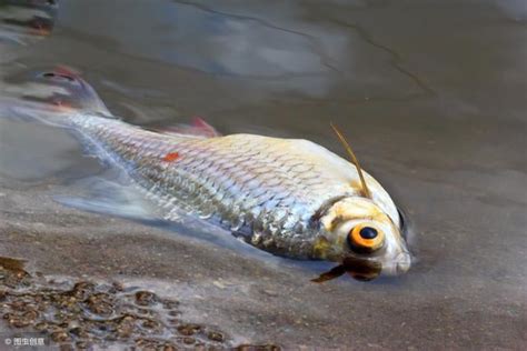 魚死掉埋葬|養了多年的寵物魚去世 